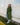 #color_chive-green