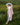 The petite - Tickled Pink